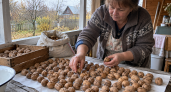 Грецкие орехи лежат месяцами без горечи и плесени: 1 правило хранения — и урожай свежий до весны