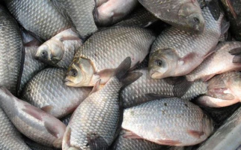В Коми пропадают ценные виды рыб