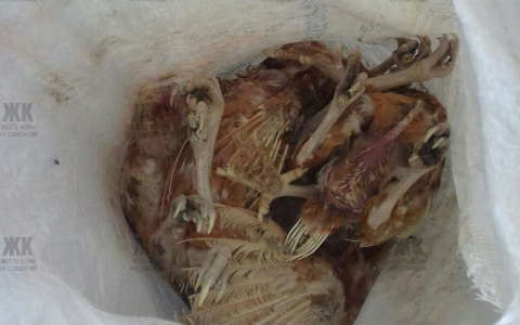 На птицефабрике в Коми 30 тысяч кур заморили голодом (фото)