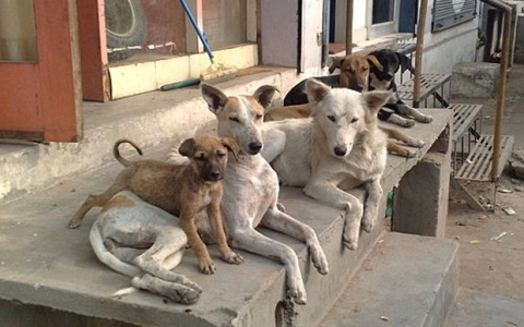 В одном из городов Коми из-за нападений на людей лишили жизни 67 собак