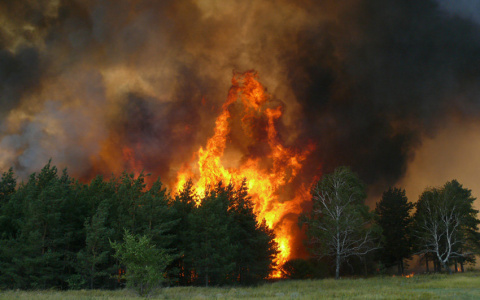 В Коми потушили очередной лесной пожар