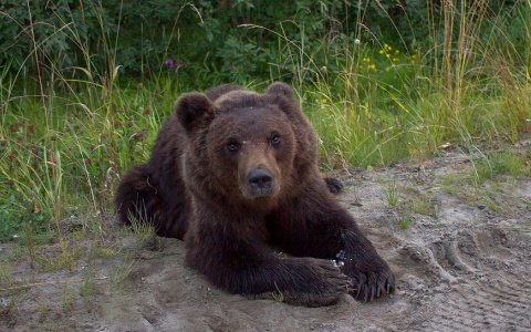 Медведя, пугающего жителей Чиньяворыка, решено застрелить