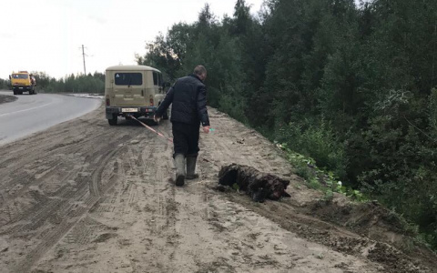 В Коми по вине доброжелателей погиб молодой медведь (фото)