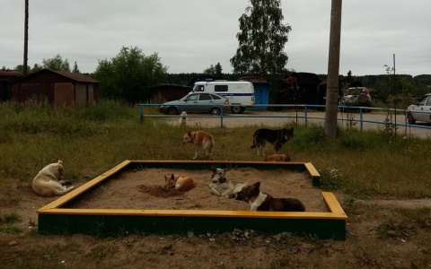 В Сосногорске зоозащитники заявили на горожанку за призыв к убийству бродячих псов