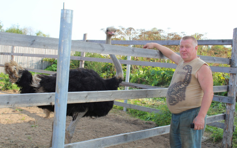 В Коми фермер завел африканских страусов