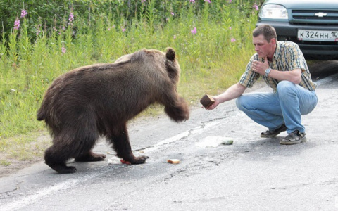 В Усинске медведь задушил собаку