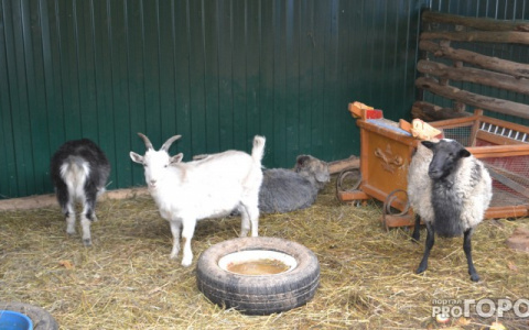 В Коми на пожаре сгорели 2 козы