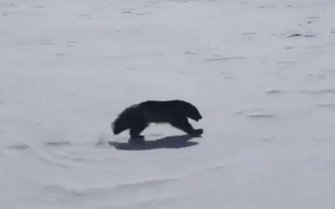 В Коми путешественники на снегоходе засняли хищное животное (видео)