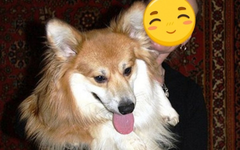 В Ухте водитель переехал собаку милой породы: животное погибло