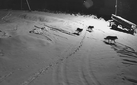 Появилось видео, как стая волков рыскала по селу в Коми