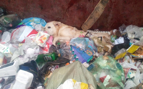 Полиция в Коми будет искать хозяев выброшенного породистого пса