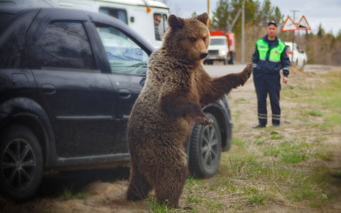 Жителей Коми, которые убивают медведей кормежкой, будут карать законом