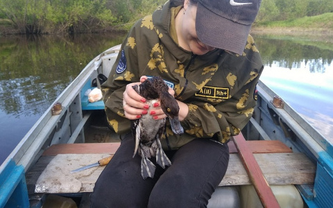 В Коми молодые люди из плена рыбацких сетей спасли утку
