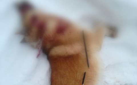 В Коми вынесли приговор мужчине, который убил собаку из арбалета