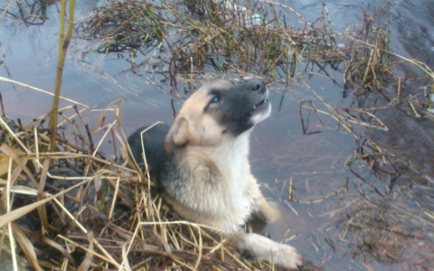 Собака сломала лапу, спасаясь из реки. Теперь она ищет добрых хозяев