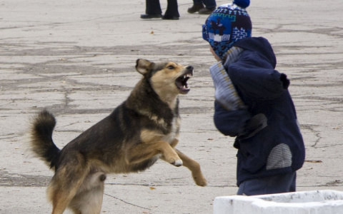 ЖКХ Сосногорска заплатит 305 000 рублей детям, на которых напали безнадзорные собаки