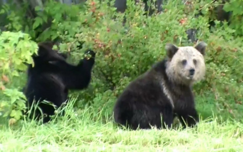 Медведей, пришедших на дачи под Ухтой, отправят в Центр спасения медвежат-сирот