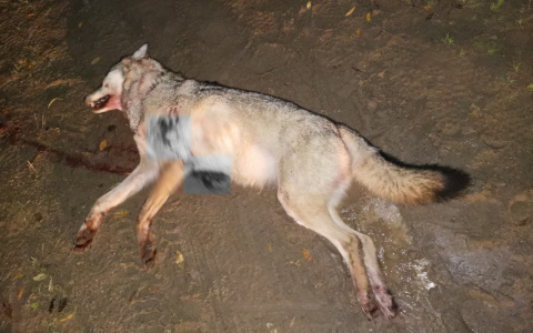 В одном из районов Коми застрелили огромную волчицу