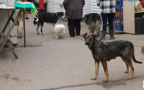 В России отлов бездомных животных будут снимать на видео