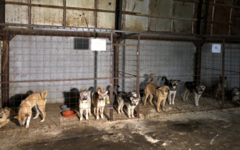 В одном из городов Коми нашли оптимальный способ борьбы с бродячими псами
