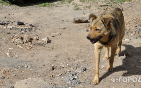 В Ухте нашли подрядчика по отлову бездомных собак