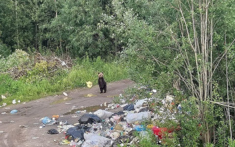 Петицию об убитом медвежонке в Ухте подписали 360 тысяч человек