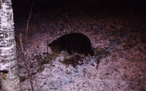 В центре Ухты недалеко от «Тимана» застрелили медведя