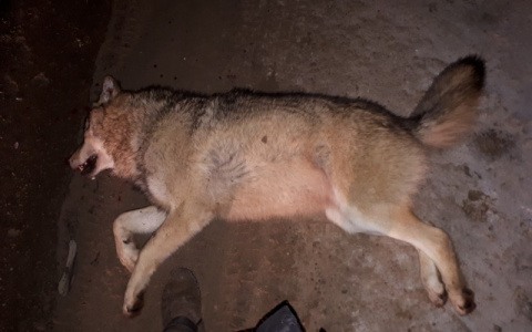 Под Ухтой беременная автоледи сбила крупного волка (фото)