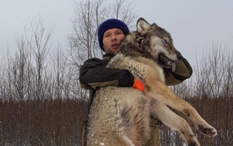 Охотники в Коми добыли волка