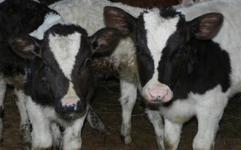 Ухтинские коровы стали больше давать молока