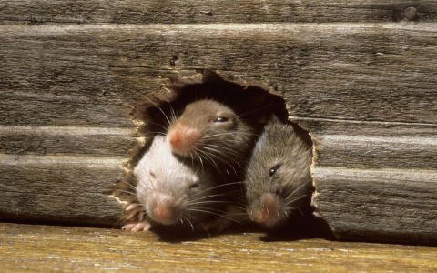 Как избавиться от крыс, которые заполонили весь дом?