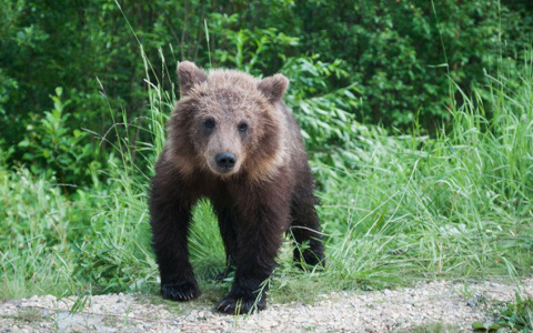 В Коми застрелят не уснувшего на зиму медведя