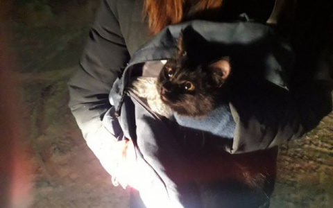В Коми спасли кота, два дня просидевшего на дереве