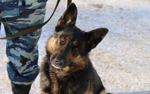 В Коми полицейский пес нашел похитителя брусники и яблок