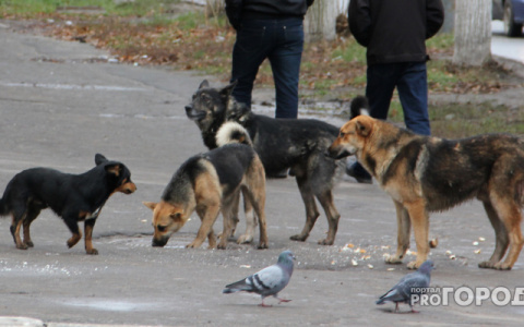 В Ухте участились случаи отравления собак