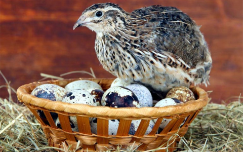 Ухтинцы смогут отведать перепелиные яйца из фермы в Коми