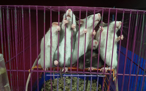 Pro Город Ухта выяснил, стоит ли покупать крыс в подарок к Новому году
