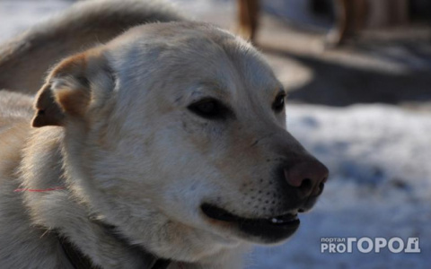 Россиян предупредили о заболевании, которое передается от собак к людям