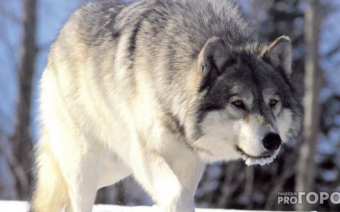 В столице Коми волк бегал среди жилых домов (видео)
