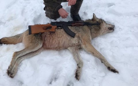 В Коми застрелили огромную волчицу