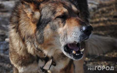 В Коми определили, кто будет нести ответственность за укусы бродячих собак