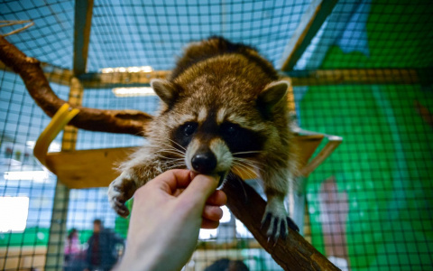 Руками не трогать: что ждет контактные зоопарки после их запрета