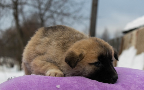 В Сосногорске ищут помещение для больных и раненых собак