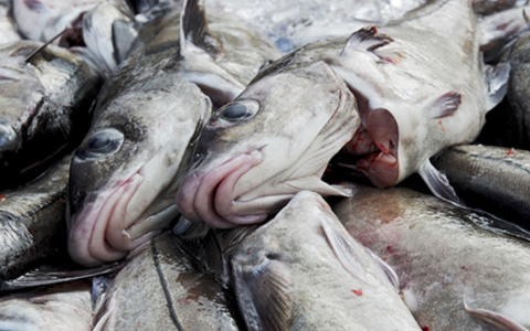 В Коми на прилавки продолжает поступать рыба с мышьяком