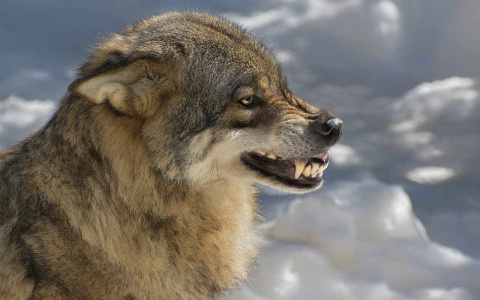 В поселке Коми стая волков загрызла около десятка собак