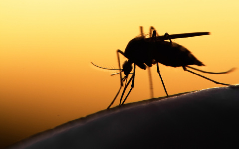 Из-за аномально теплой зимы в России могут исчезнуть комары