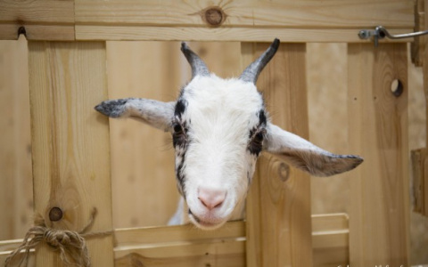 В Коми ищут новых хозяев для трех коз