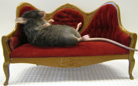 Ухтинка: "Крысы в нашем подъезде чувствуют себя как дома!"