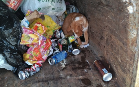 Жители Сосногорска спасли умирающего щенка, найденного в мусорном баке