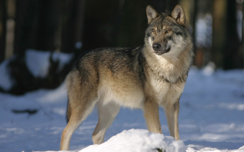В Коми численность волков хотят сократить в два раза